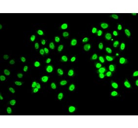 Immunofluorescence - Anti-REST Antibody (A92496) - Antibodies.com