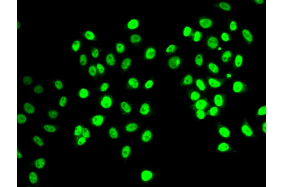 Immunofluorescence - Anti-REST Antibody (A92496) - Antibodies.com