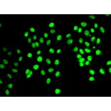 Immunofluorescence - Anti-REST Antibody (A92496) - Antibodies.com