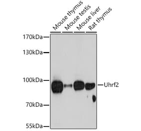 Western Blot - Anti-Uhrf2 Antibody (A92497) - Antibodies.com