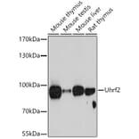 Western Blot - Anti-Uhrf2 Antibody (A92497) - Antibodies.com