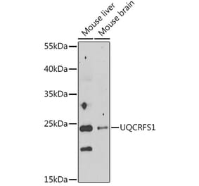 Western Blot - Anti-UQCRFS1 Antibody (A92499) - Antibodies.com