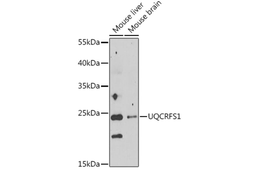 Western Blot - Anti-UQCRFS1 Antibody (A92499) - Antibodies.com