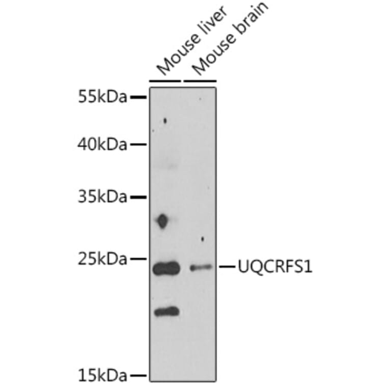 Western Blot - Anti-UQCRFS1 Antibody (A92499) - Antibodies.com