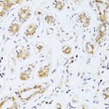 Immunohistochemistry - Anti-ER81/ETV1 Antibody (A92503) - Antibodies.com