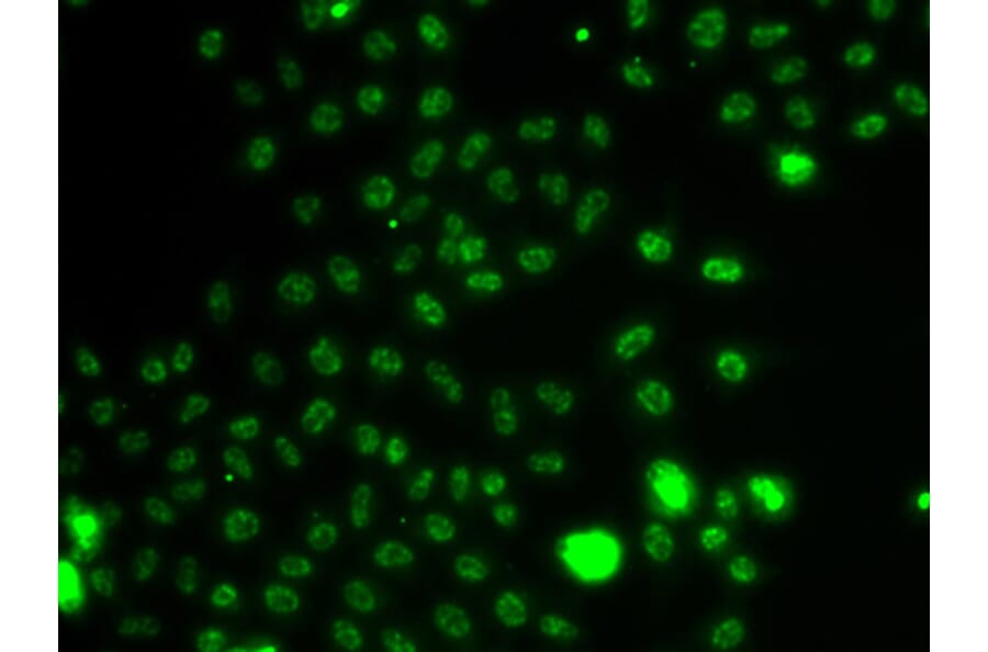 Immunofluorescence - Anti-ER81/ETV1 Antibody (A92503) - Antibodies.com