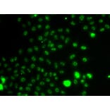 Immunofluorescence - Anti-ER81/ETV1 Antibody (A92503) - Antibodies.com