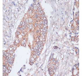 Immunohistochemistry - Anti-S1P Antibody (A92504) - Antibodies.com