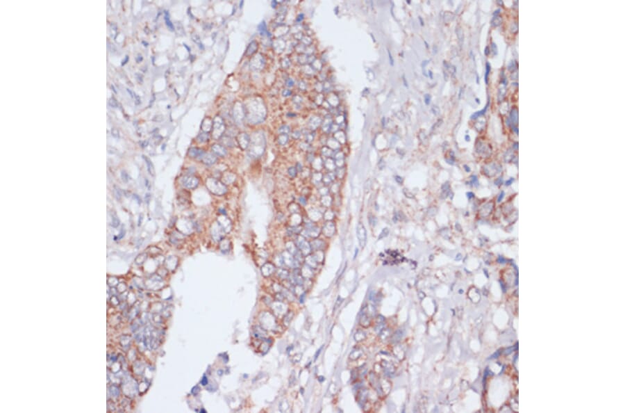 Immunohistochemistry - Anti-S1P Antibody (A92504) - Antibodies.com