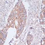 Immunohistochemistry - Anti-S1P Antibody (A92504) - Antibodies.com