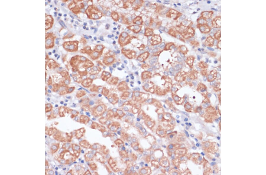 Immunohistochemistry - Anti-S1P Antibody (A92504) - Antibodies.com