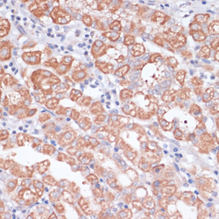 Immunohistochemistry - Anti-S1P Antibody (A92504) - Antibodies.com