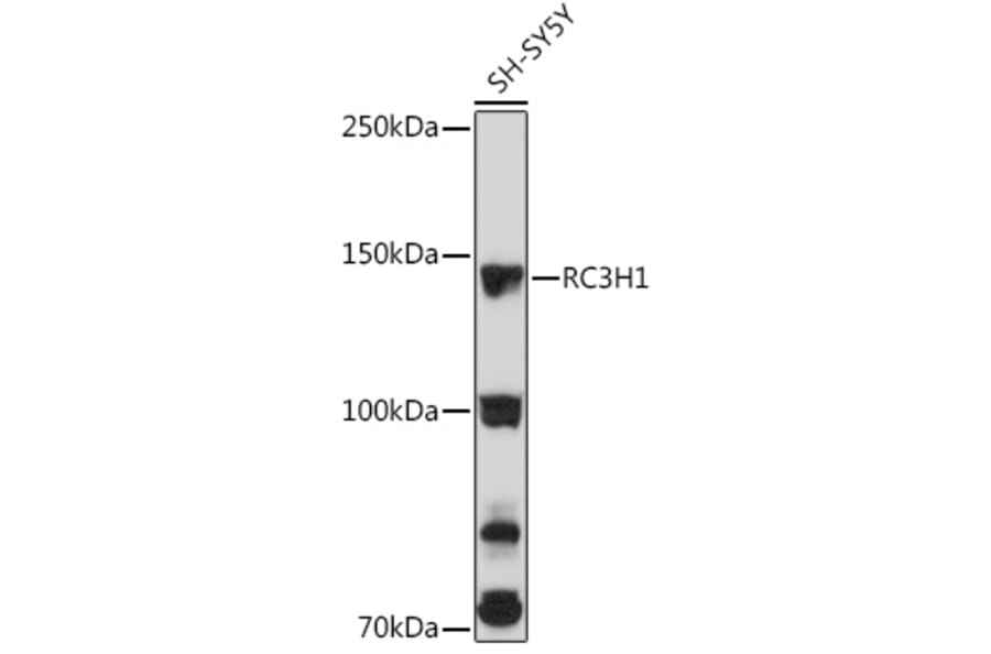 Western Blot - Anti-RC3H1 Antibody (A92506) - Antibodies.com
