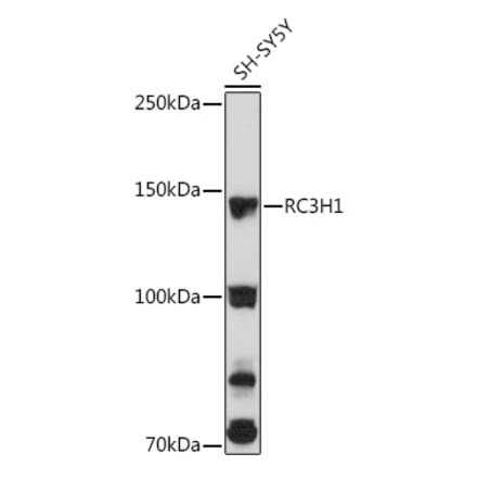 Western Blot - Anti-RC3H1 Antibody (A92506) - Antibodies.com