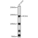 Western Blot - Anti-RC3H1 Antibody (A92506) - Antibodies.com