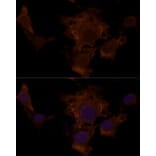 Immunofluorescence - Anti-Tuberin Antibody (A92512) - Antibodies.com