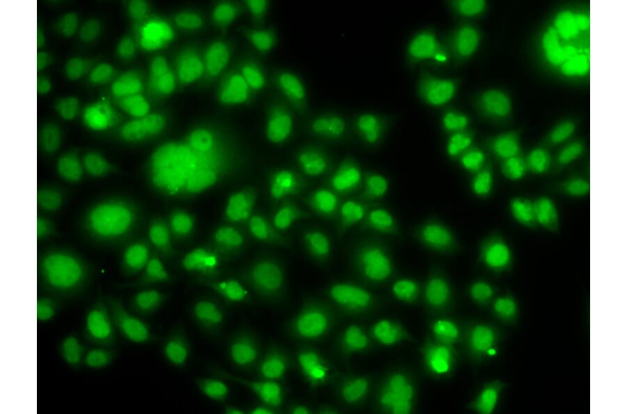Immunofluorescence - Anti-SOX14 Antibody (A92515) - Antibodies.com