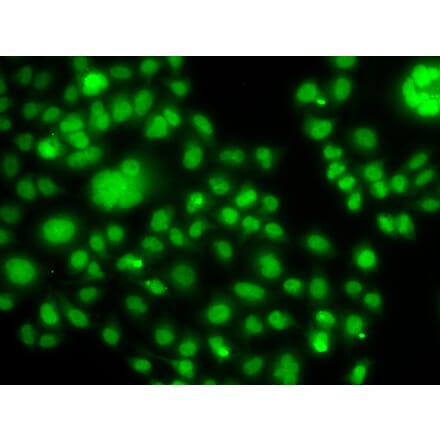 Immunofluorescence - Anti-SOX14 Antibody (A92515) - Antibodies.com