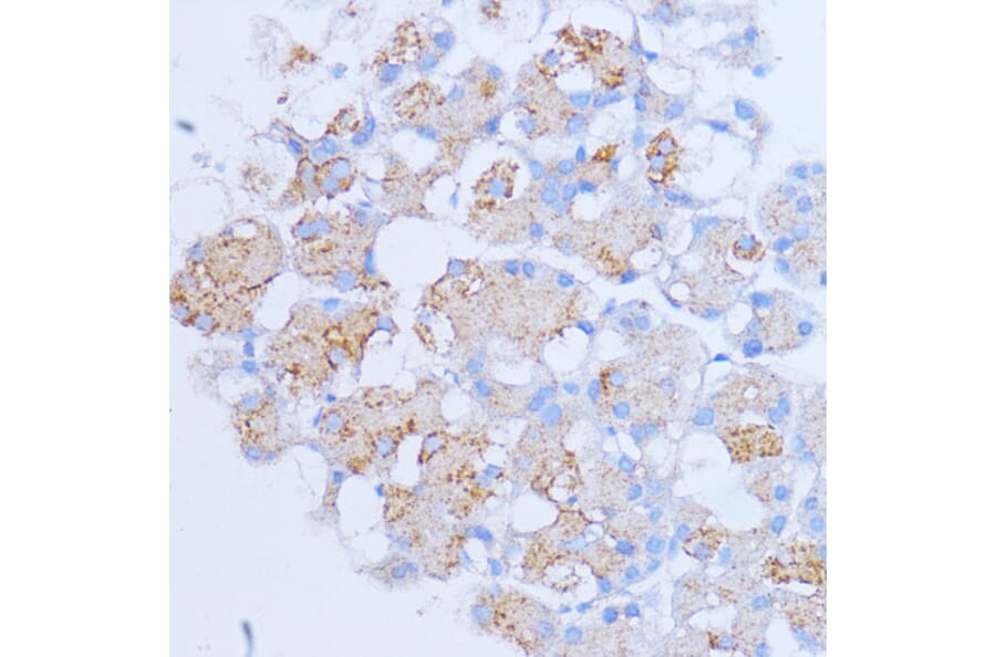 Immunohistochemistry - Anti-NME6 Antibody (A92517) - Antibodies.com