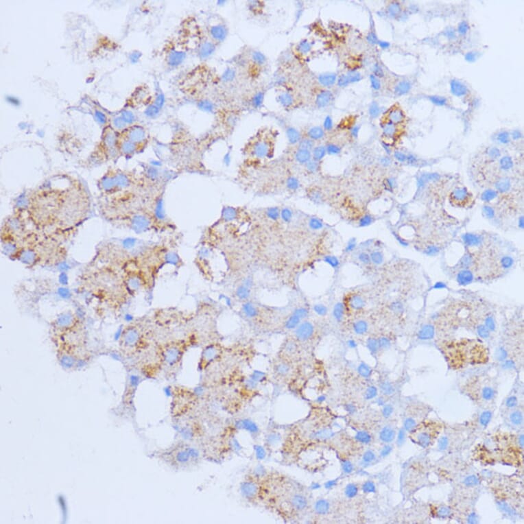 Immunohistochemistry - Anti-NME6 Antibody (A92517) - Antibodies.com