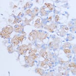 Immunohistochemistry - Anti-NME6 Antibody (A92517) - Antibodies.com