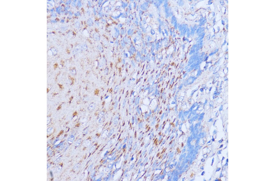 Immunohistochemistry - Anti-NME6 Antibody (A92517) - Antibodies.com