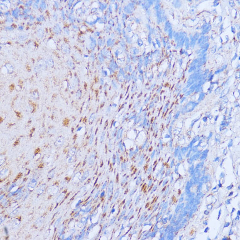 Immunohistochemistry - Anti-NME6 Antibody (A92517) - Antibodies.com
