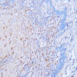 Immunohistochemistry - Anti-NME6 Antibody (A92517) - Antibodies.com