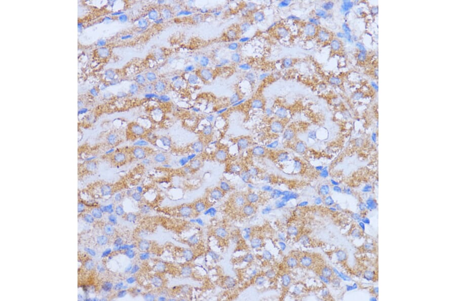 Immunohistochemistry - Anti-NME6 Antibody (A92517) - Antibodies.com