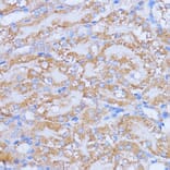 Immunohistochemistry - Anti-NME6 Antibody (A92517) - Antibodies.com