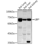 Western Blot - Anti-LBP Antibody (A92519) - Antibodies.com