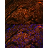 Immunofluorescence - Anti-Titin Antibody (A92520) - Antibodies.com