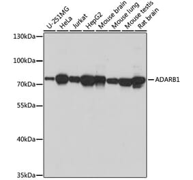Western Blot - Anti-RED1 Antibody (A92523) - Antibodies.com