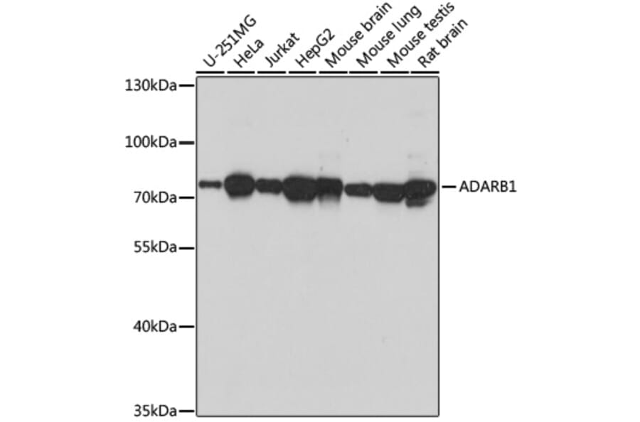Western Blot - Anti-RED1 Antibody (A92523) - Antibodies.com