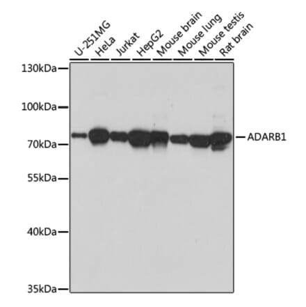 Western Blot - Anti-RED1 Antibody (A92523) - Antibodies.com