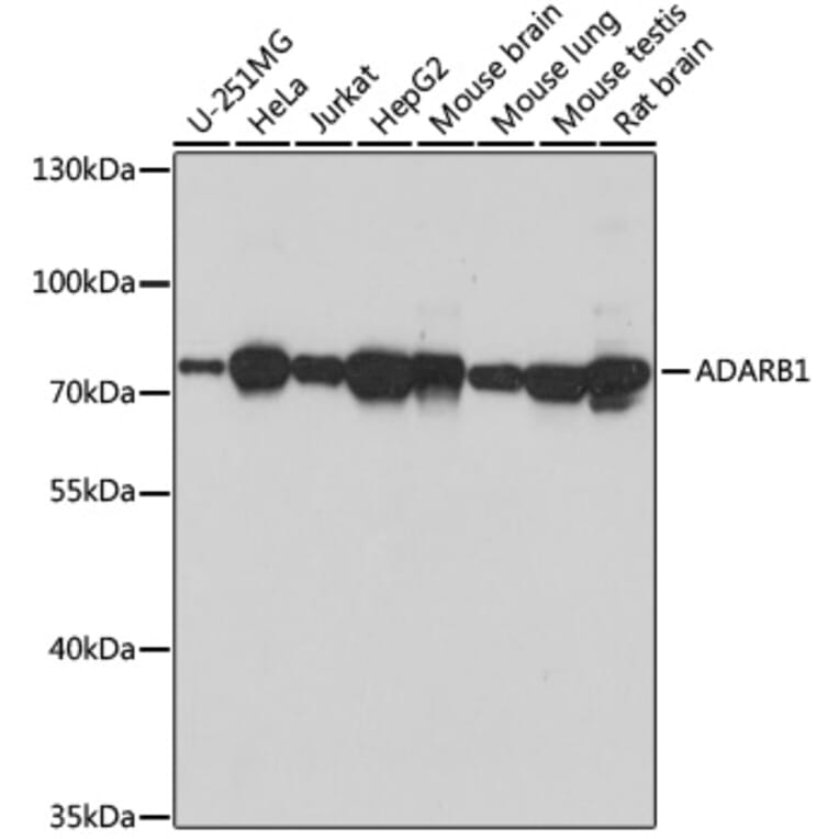Western Blot - Anti-RED1 Antibody (A92523) - Antibodies.com
