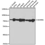 Western Blot - Anti-RED1 Antibody (A92523) - Antibodies.com