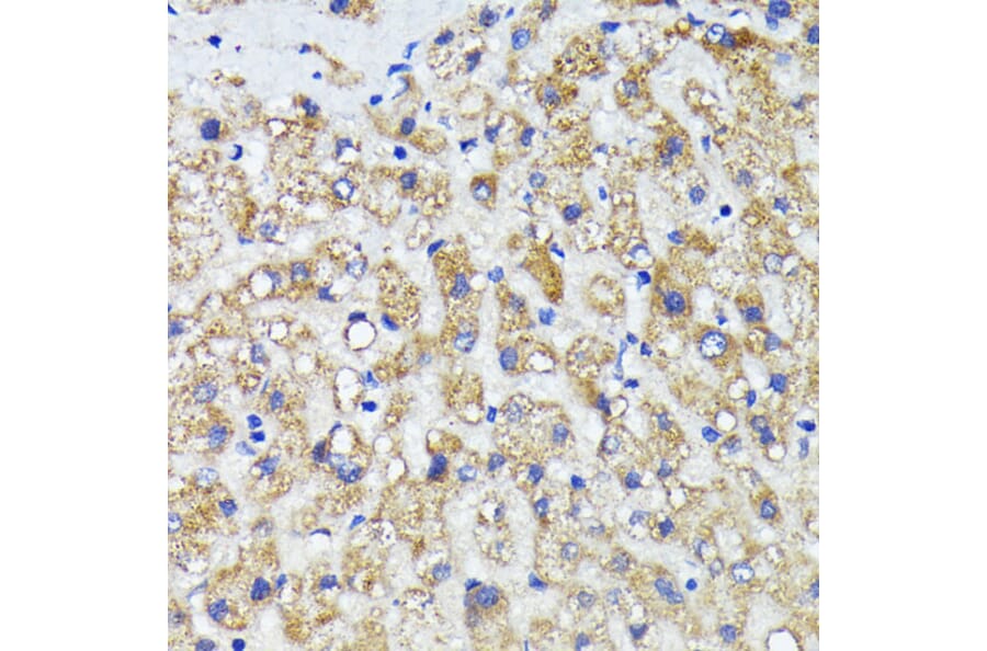 Immunohistochemistry - Anti-AMOTL2 Antibody (A92527) - Antibodies.com