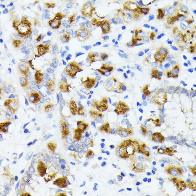 Immunohistochemistry - Anti-AMOTL2 Antibody (A92527) - Antibodies.com