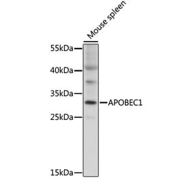 Western Blot - Anti-APOBEC1 Antibody (A92531) - Antibodies.com
