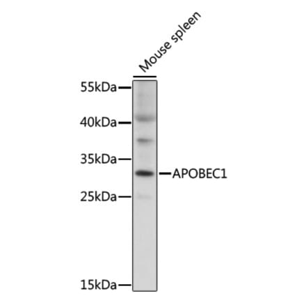 Western Blot - Anti-APOBEC1 Antibody (A92531) - Antibodies.com