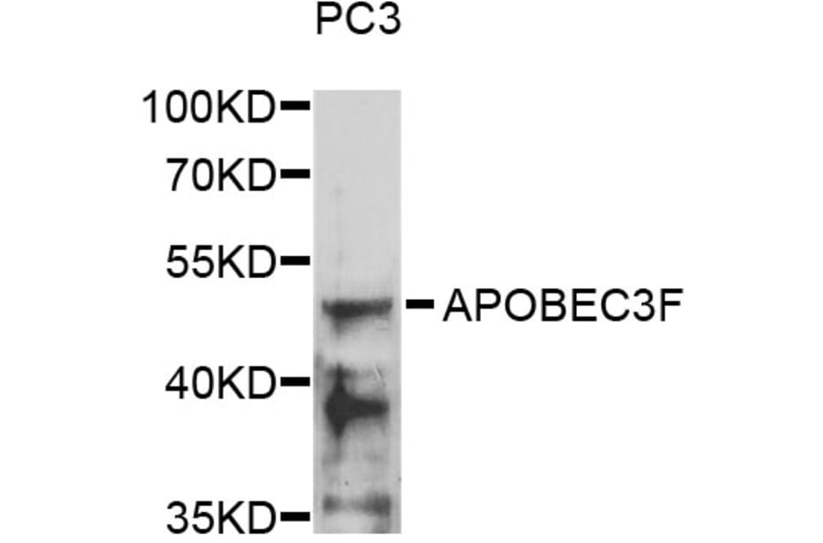 Western Blot - Anti-APOBEC3F Antibody (A17269) - Antibodies.com