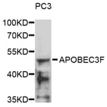 Western Blot - Anti-APOBEC3F Antibody (A17269) - Antibodies.com