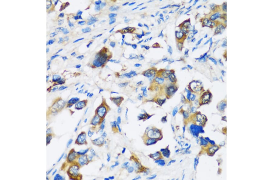 Immunohistochemistry - Anti-ARFIP2 Antibody (A17119) - Antibodies.com