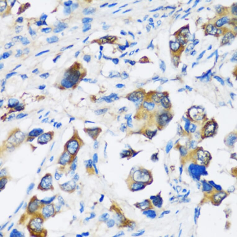 Immunohistochemistry - Anti-ARFIP2 Antibody (A17119) - Antibodies.com