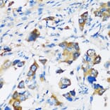 Immunohistochemistry - Anti-ARFIP2 Antibody (A17119) - Antibodies.com