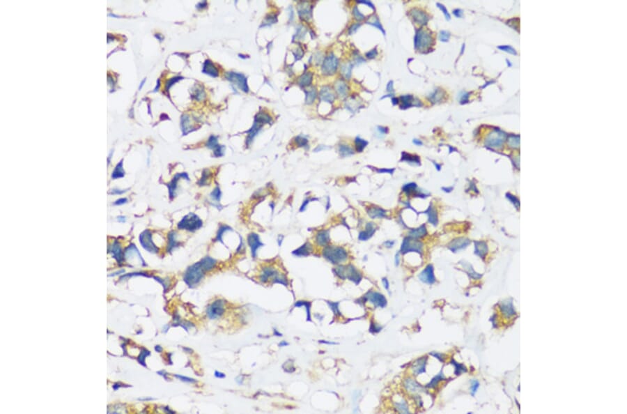 Immunohistochemistry - Anti-ARFIP2 Antibody (A17119) - Antibodies.com