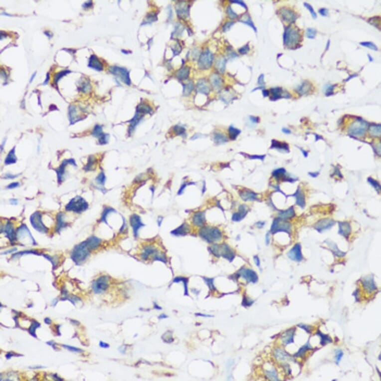 Immunohistochemistry - Anti-ARFIP2 Antibody (A17119) - Antibodies.com