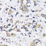 Immunohistochemistry - Anti-ARFIP2 Antibody (A17119) - Antibodies.com