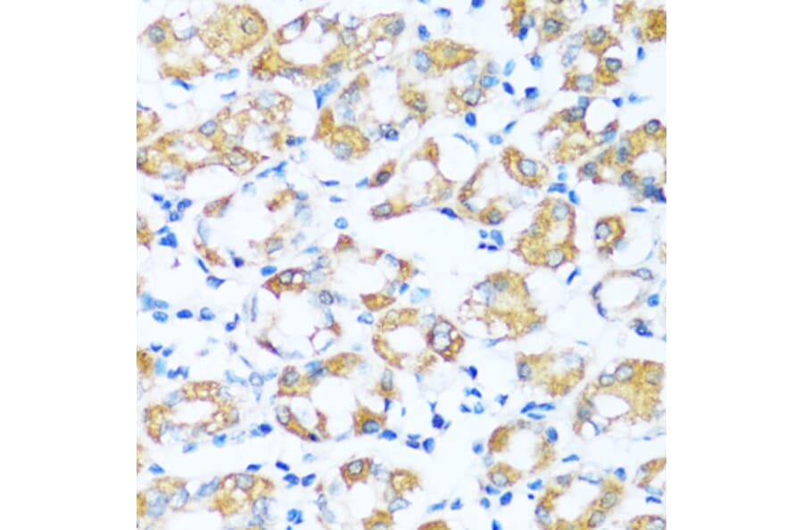Immunohistochemistry - Anti-ARHGEF5 Antibody (A92536) - Antibodies.com